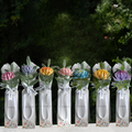 THE DAHLIA-QUETTE